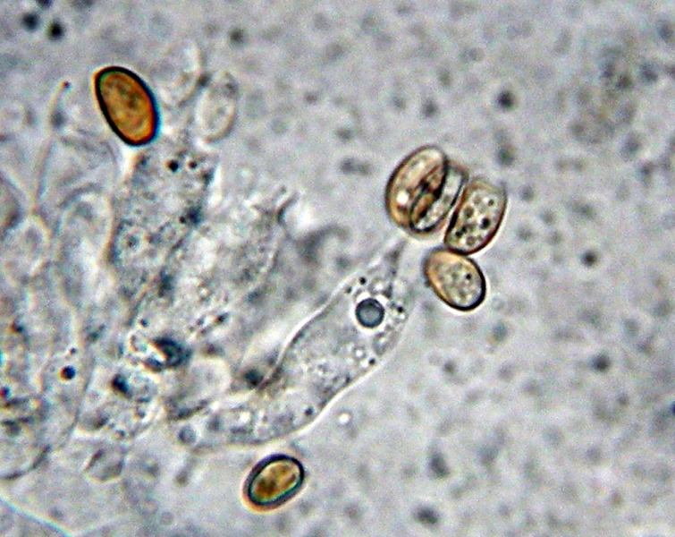 Pholiotina (Conocybe) arrhenii (Fries) Singer